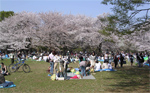 Cherry blossom time in Japan!