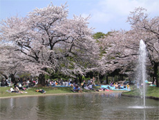 Cherry blossom season!