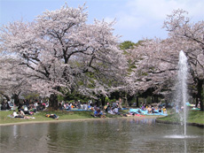 Cherry blossom season!